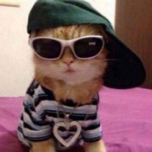 A CAT - Picture 1 of 1